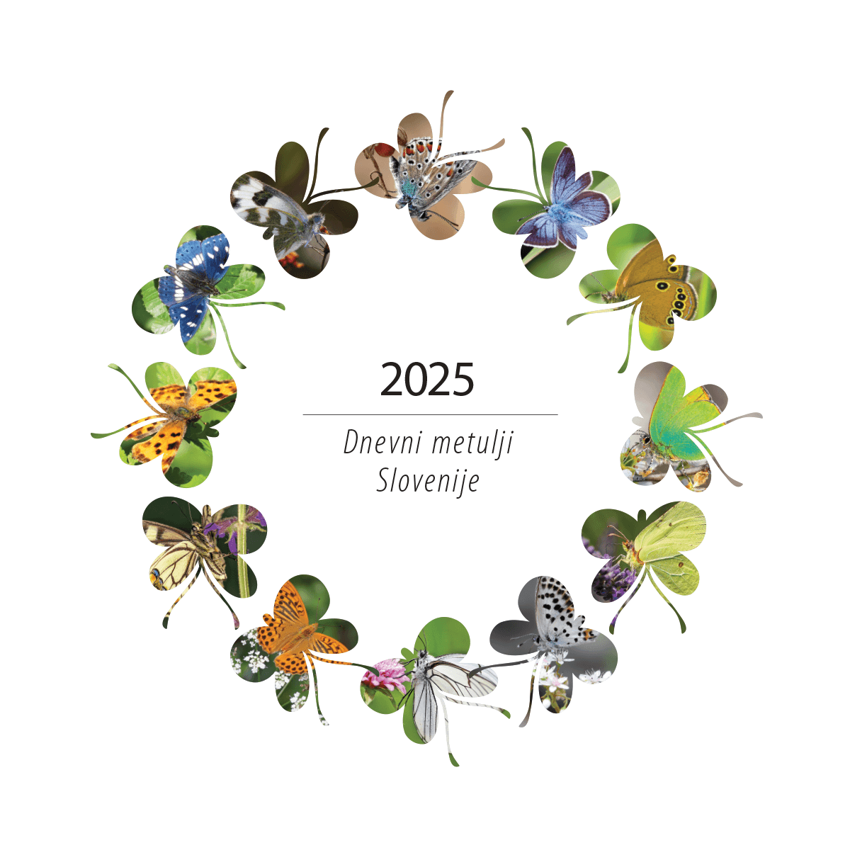 Art.100006 - Koledar BORI_stenski - METULJI SLOVENIJE: 300x300 mm - kvadrat, spirala sredina